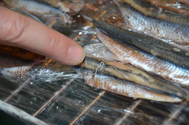 Consumare Pesce Crudo al Ristorante è Sicuro? Hai mai sentito parlare di Anisakis, il Verme del Pesce Crudo?