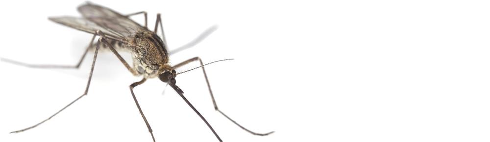 Disinfestazione Zanzare